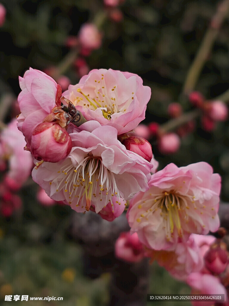 腊梅 梅花