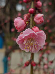 腊梅 梅花