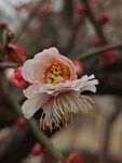 梅腊梅 梅花