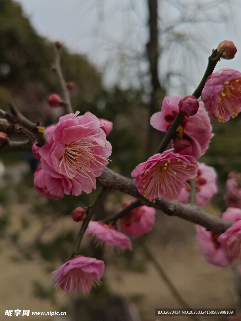 腊梅 梅花