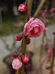 腊梅 梅花