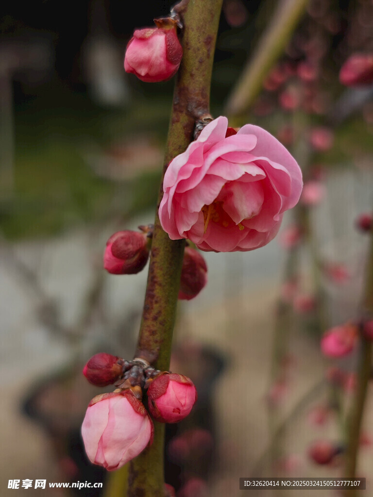 腊梅 梅花
