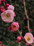 腊梅 梅花