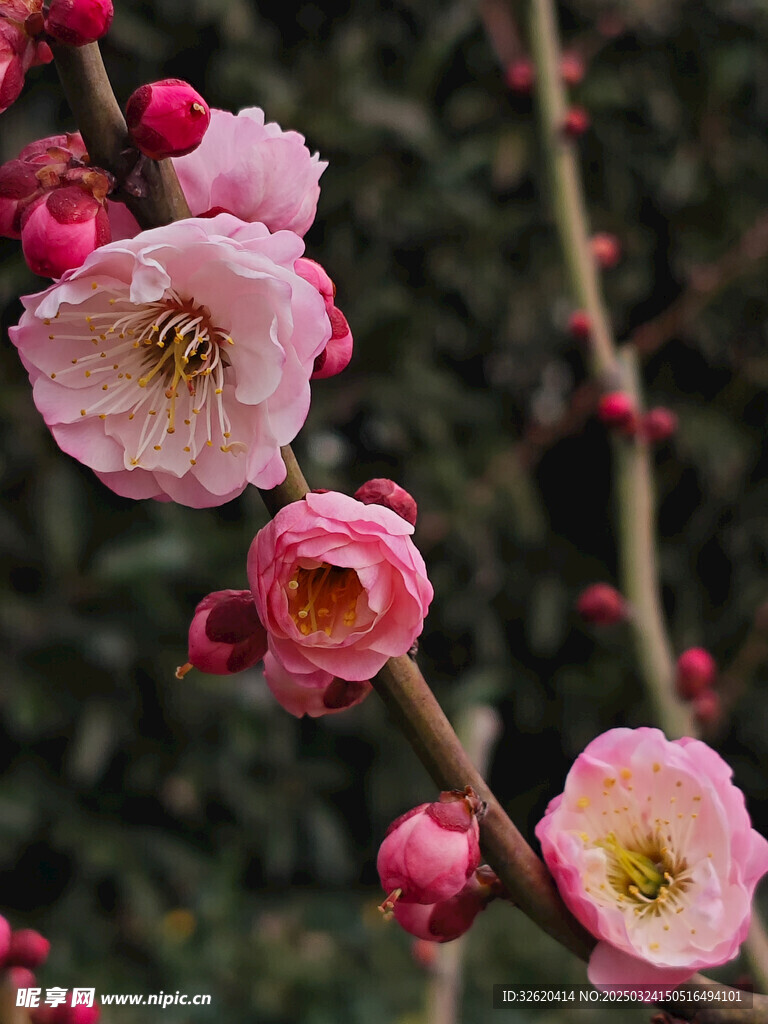 腊梅 梅花