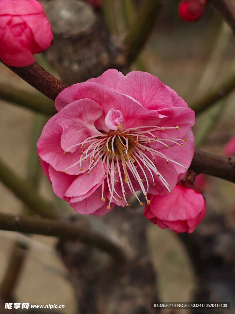 腊梅 梅花
