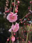 腊梅 梅花
