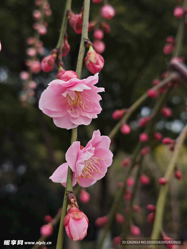 腊梅 梅花