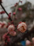 腊梅 梅花