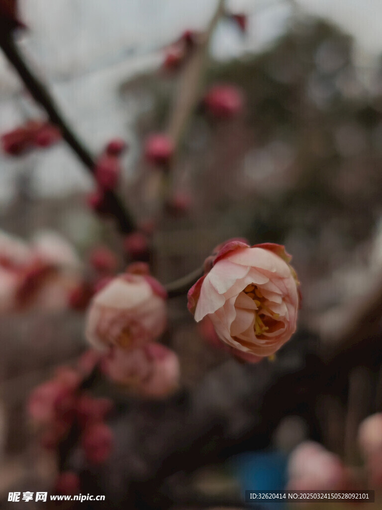 腊梅 梅花