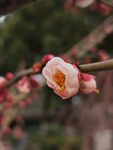 腊梅 梅花