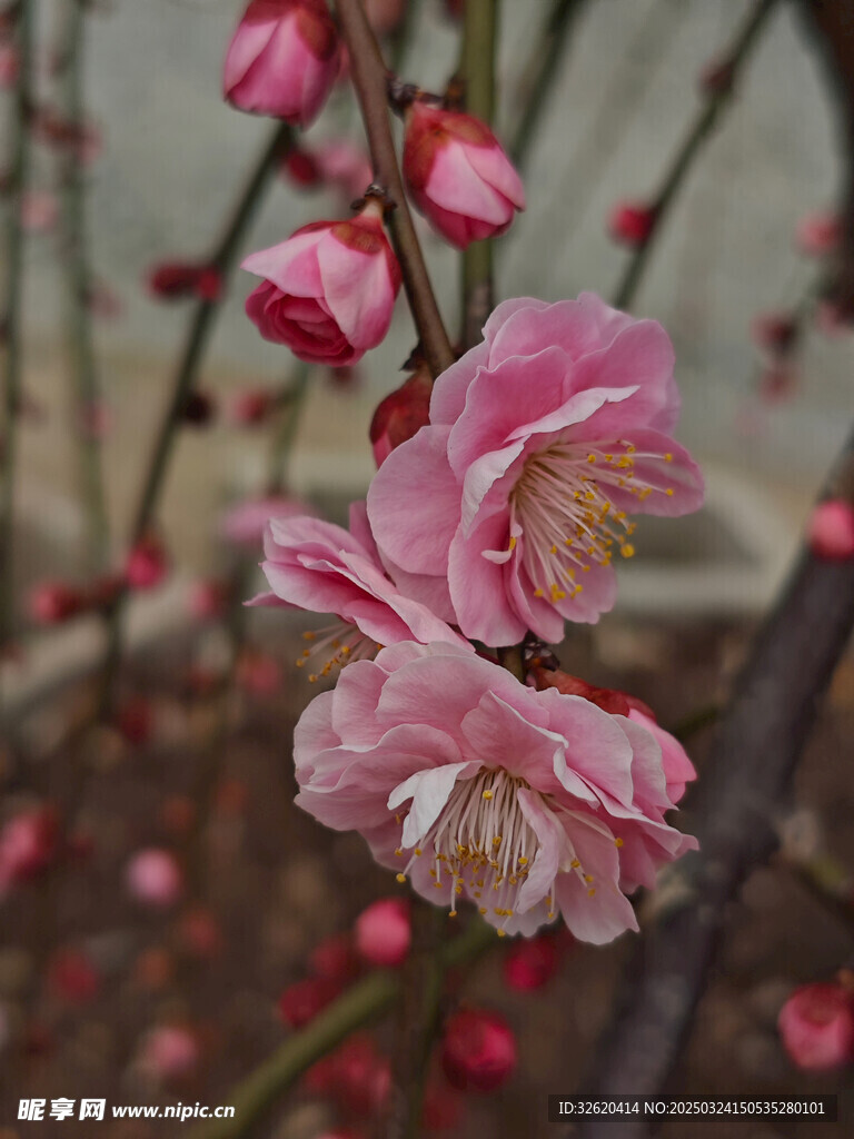 腊梅 梅花