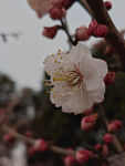 腊梅 梅花