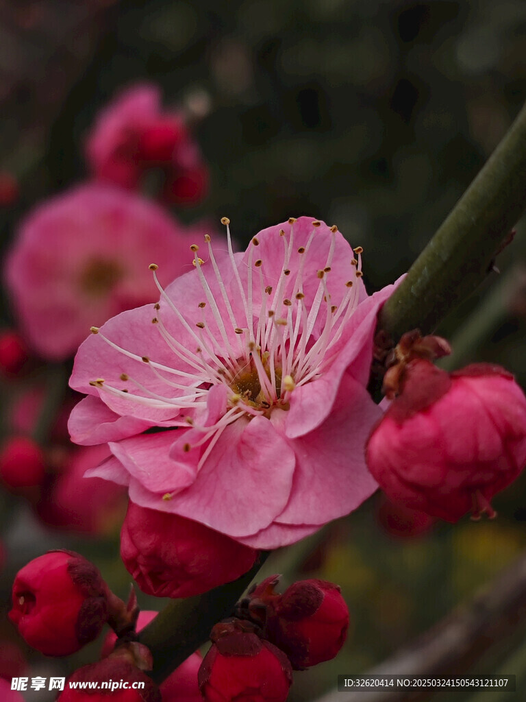 腊梅 梅花