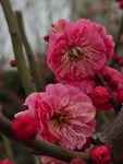 腊梅 梅花