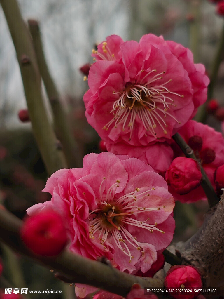 腊梅 梅花