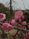 腊梅 梅花