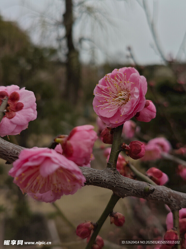腊梅 梅花