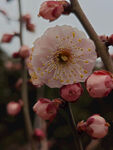 腊梅 梅花