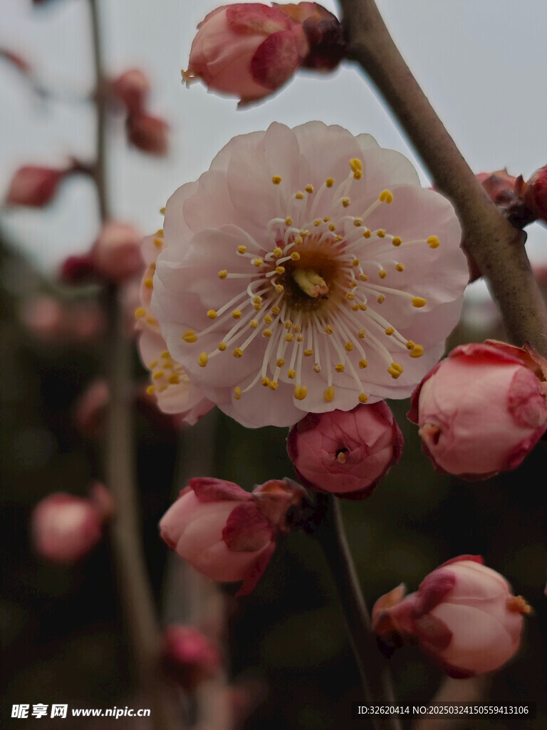 腊梅 梅花