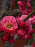 腊梅 梅花