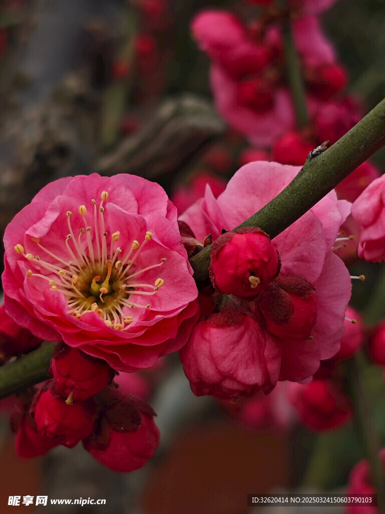腊梅 梅花