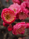 腊梅 梅花