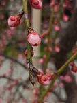 腊梅 梅花