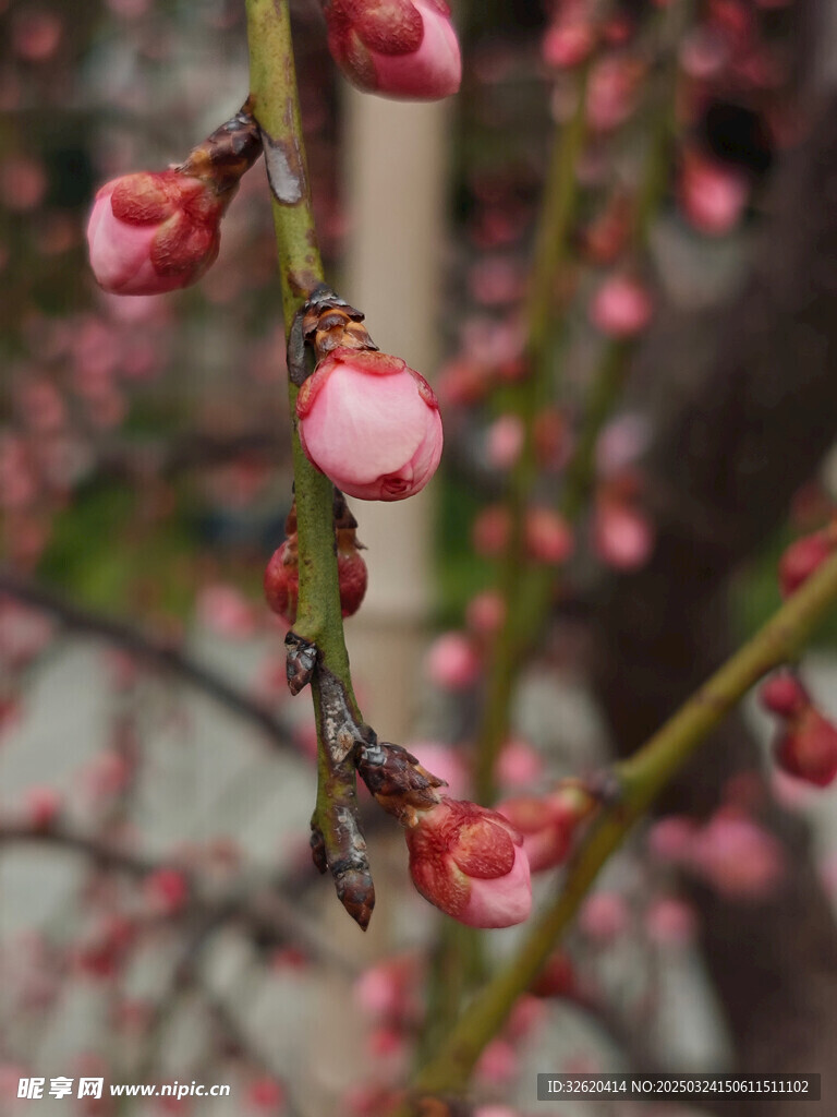 腊梅 梅花