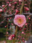 腊梅 梅花