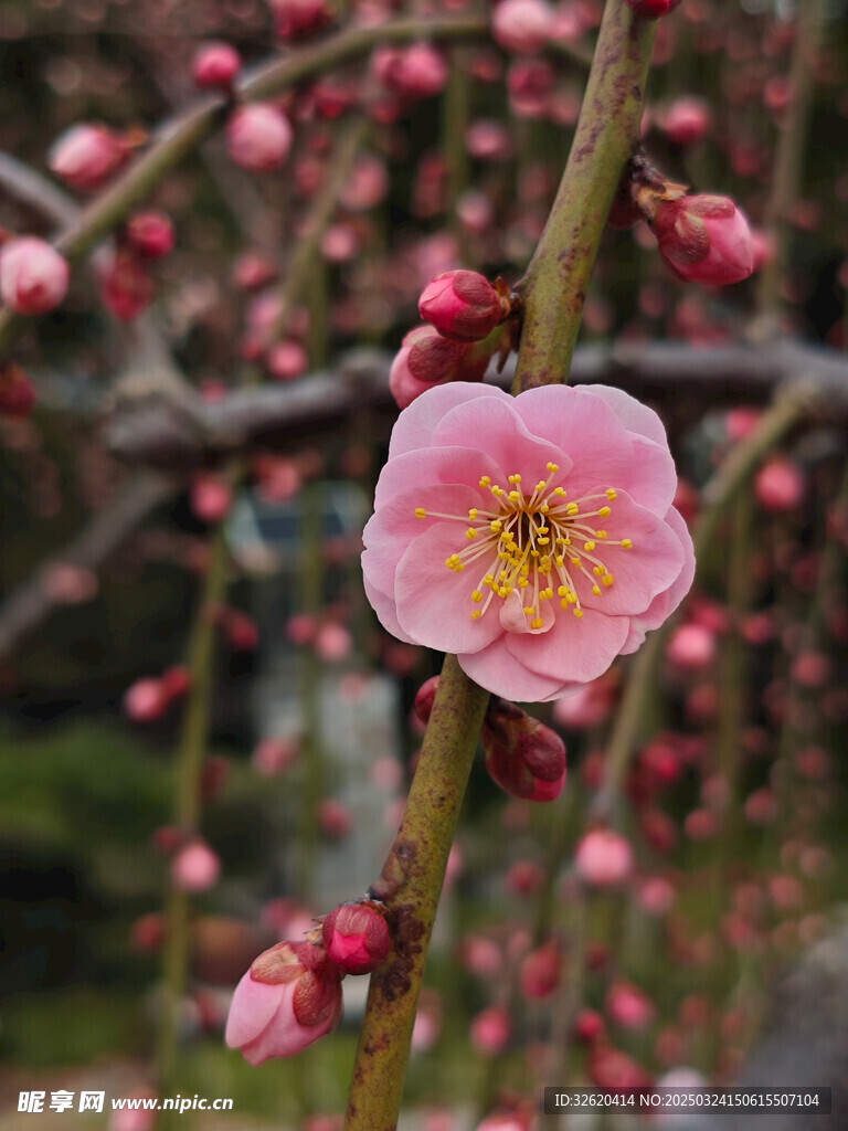 腊梅 梅花