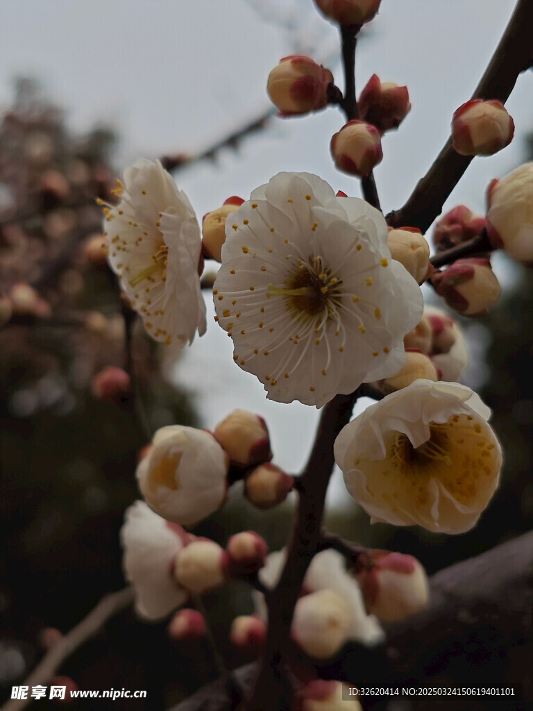 腊梅 梅花