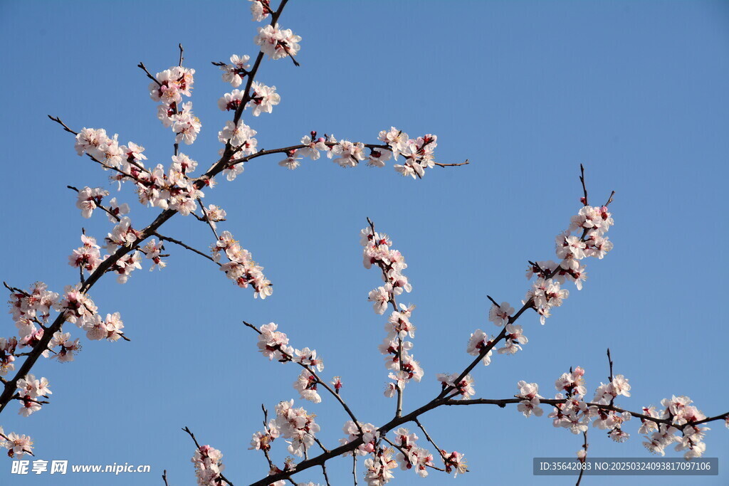 杏花闹春