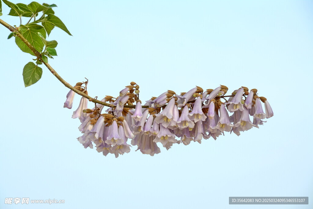 泡桐花
