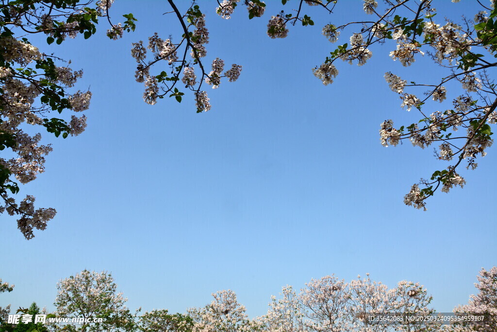 泡桐花开
