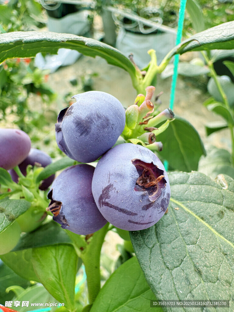 蓝莓