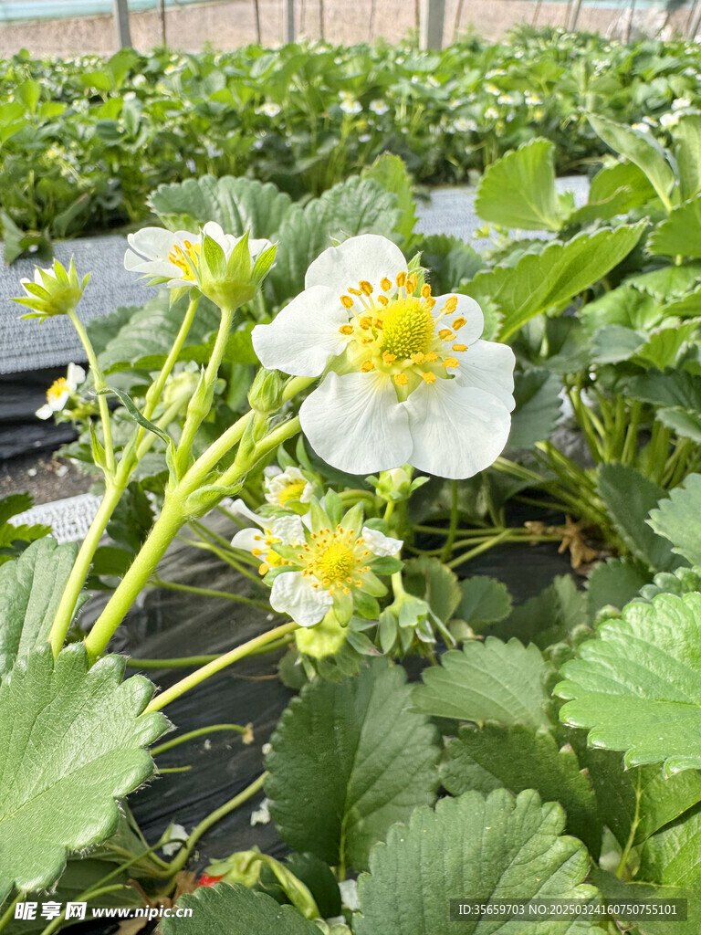 香野草莓白花