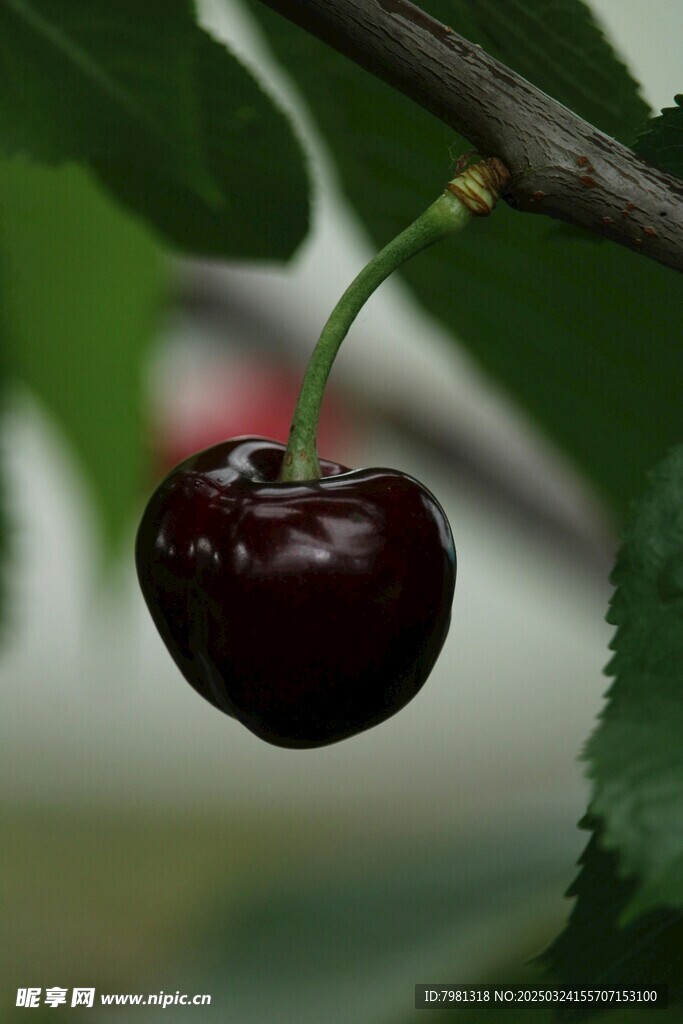樱桃