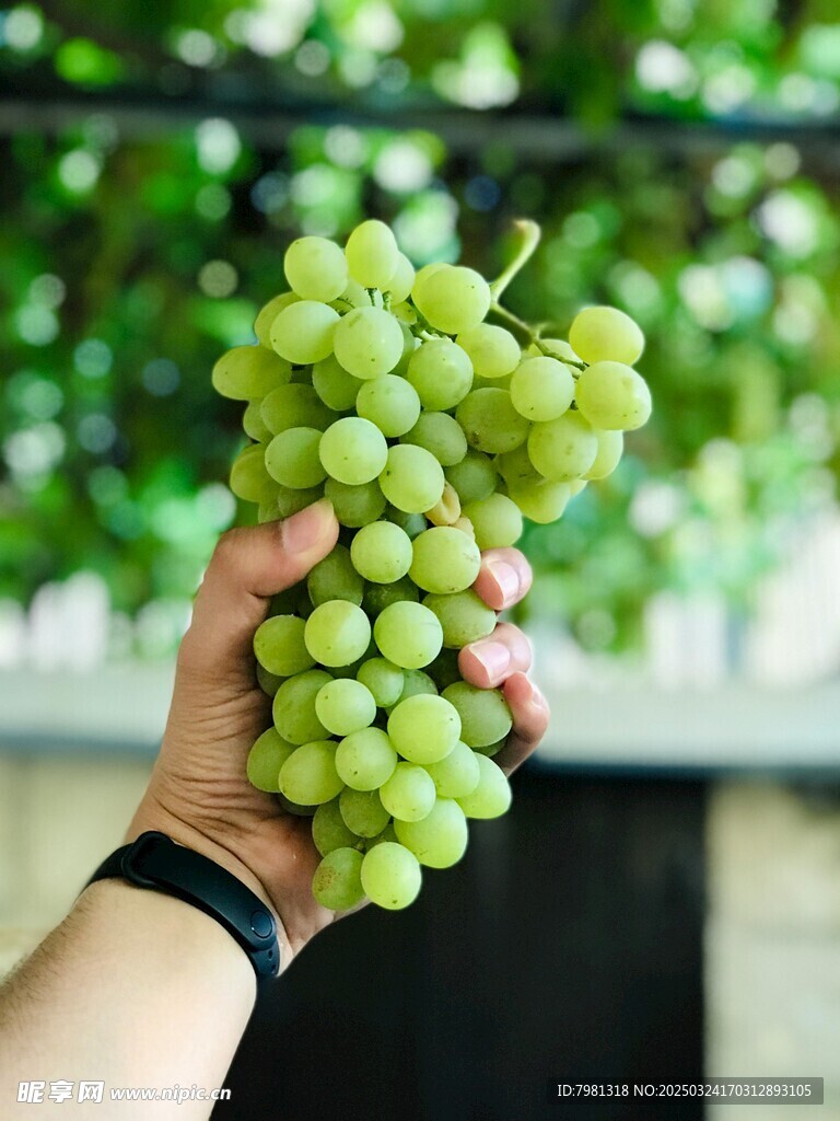 葡萄