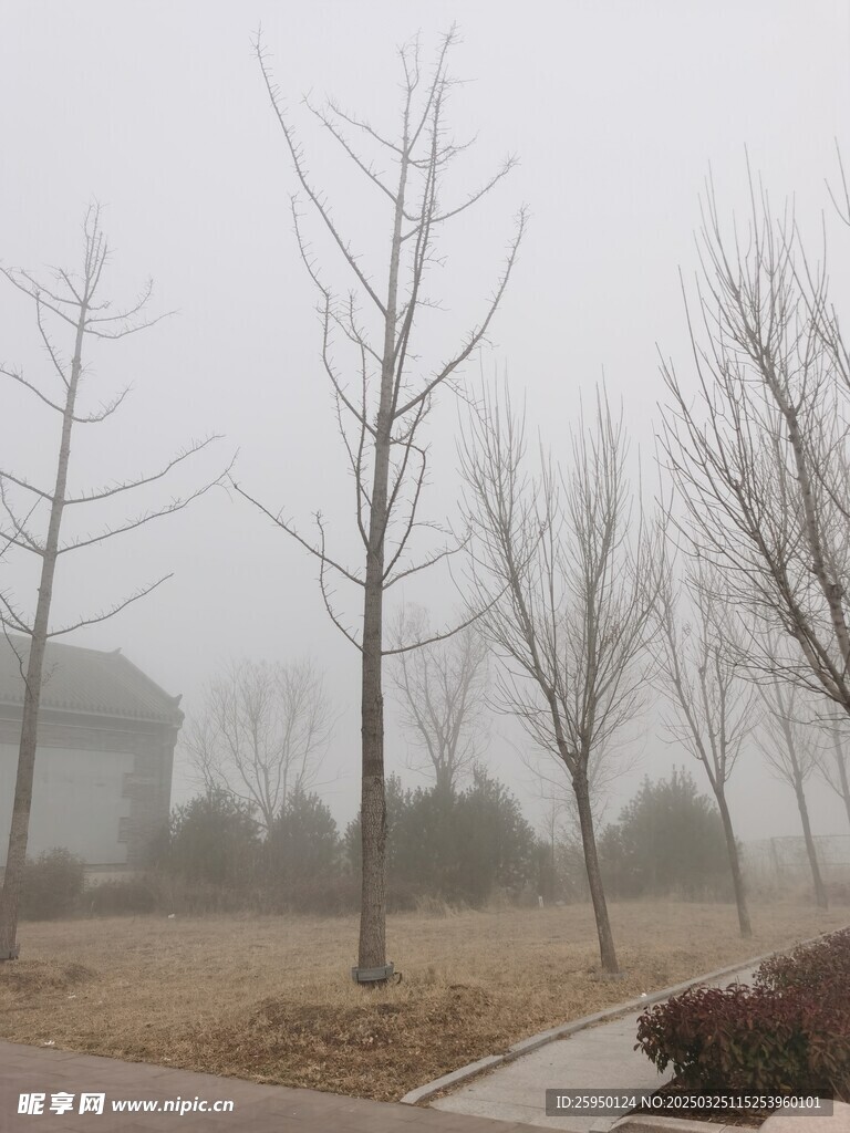 雾里小树