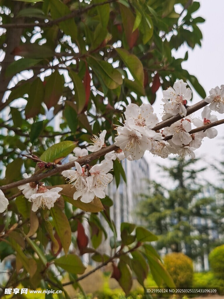 杏花
