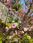 樱花桃花枝