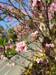 樱花花枝