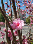 樱花花蕊