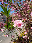 道路樱花