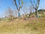草地草坪