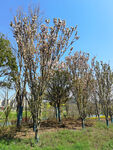 开花树