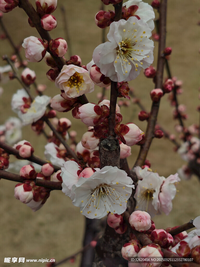 腊梅 梅花
