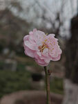 腊梅 梅花