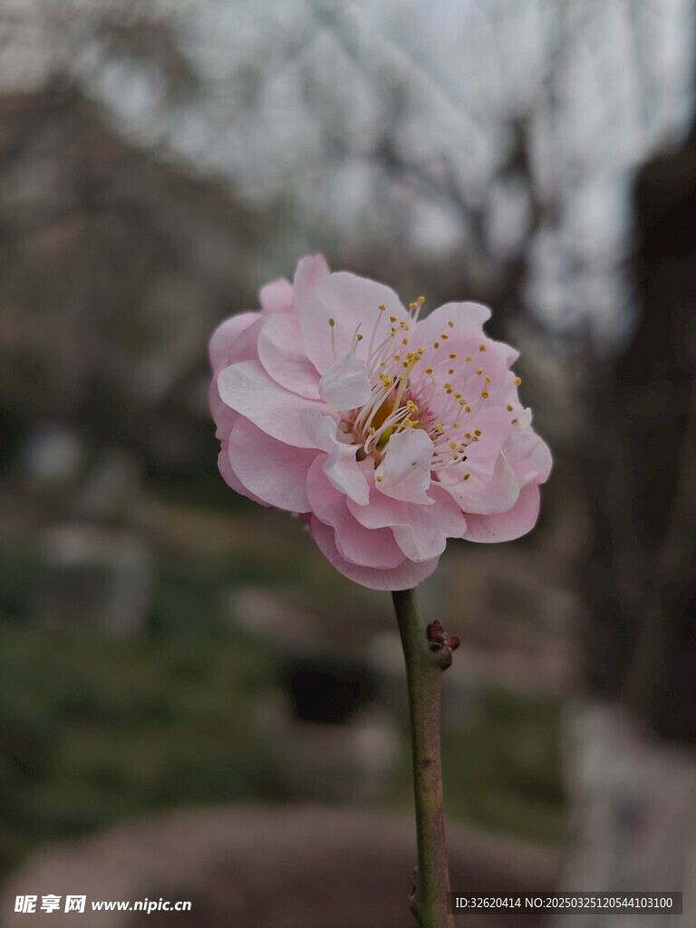 腊梅 梅花