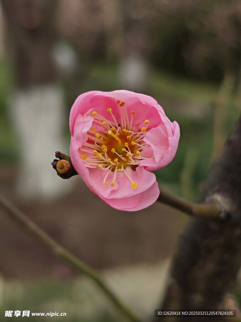 腊梅 梅花